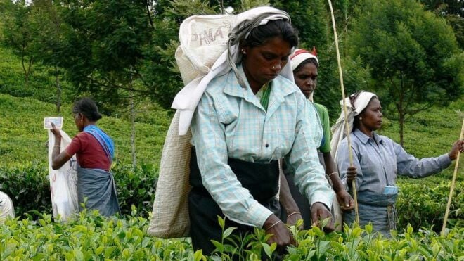 Try Nova Tours Sri Lanka: 15-DAY Private Tour With Driver - Inclusions of the Tour