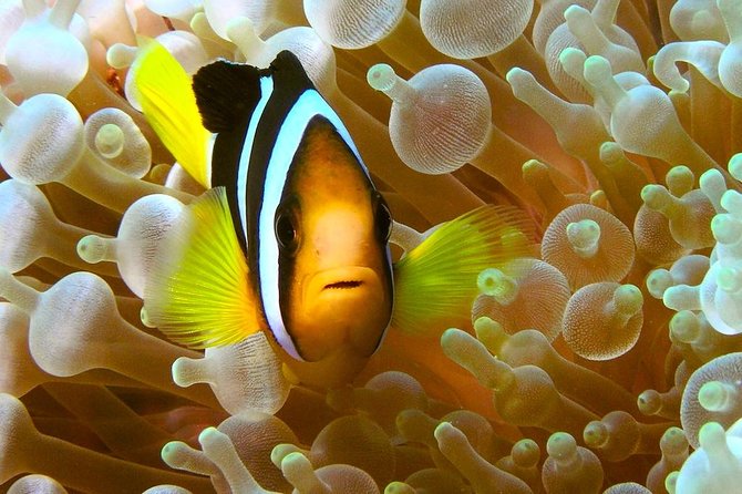 Try Scuba Diving - Background