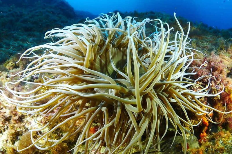 Try Scuba Diving and Snorkeling boat trip in Ibiza - FAQ