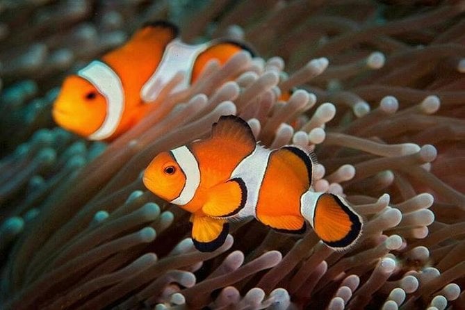 Try Scuba Diving - Benefits of Scuba Diving