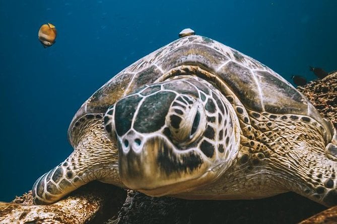Try Scuba Diving - How to Prepare for Scuba Diving