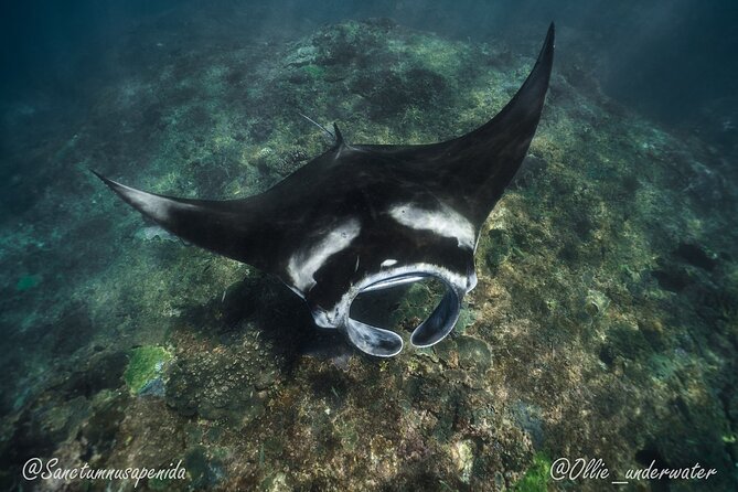 Try Scuba Diving for Beginners With Manta Rays - Manta Ray Encounter