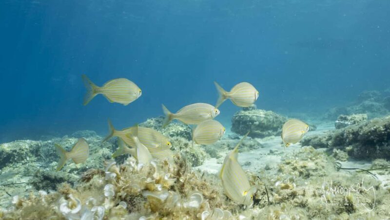 Try Scuba Diving from Boat in Budva - Budva Diving Center - Good To Know