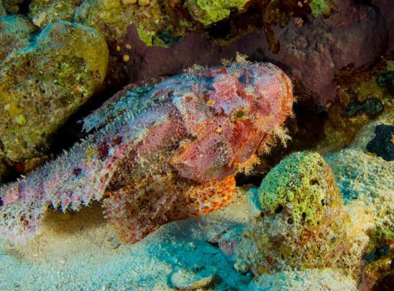 Try Scuba Diving from Boat in Budva - Budva Diving Center - Final Verdict