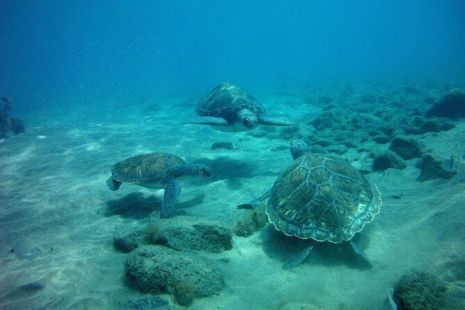 Try Scuba Diving in a Turtle Area (Boat) - All-Inclusive Equipment for an Unforgettable Dive