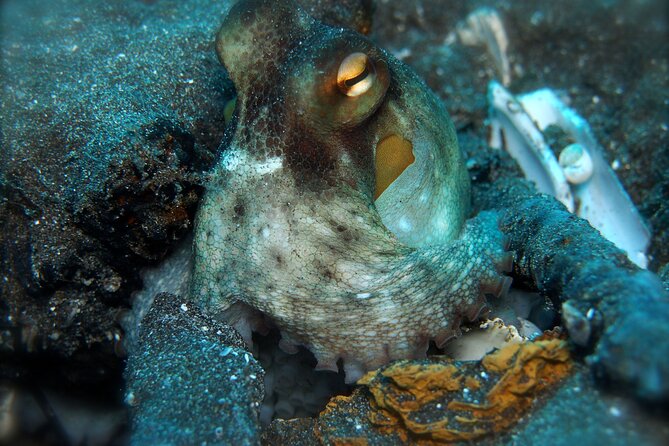 Try Scuba Diving in a Turtle Area (Boat) - Pricing and Offer Details for the Scuba Diving Adventure
