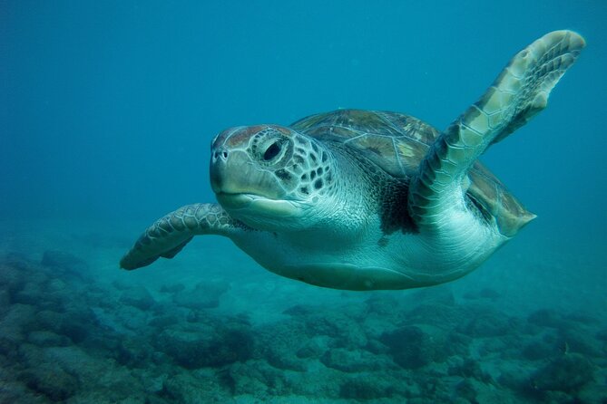 Try Scuba Diving in a Turtle Area (Boat) - Common Questions