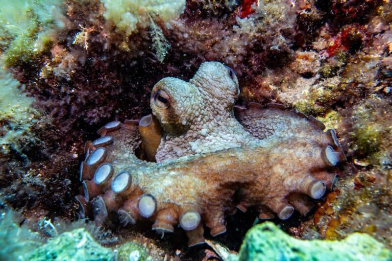 Try Scuba Diving in Cala d'Or  No Experience Needed - Practical Details and Tips