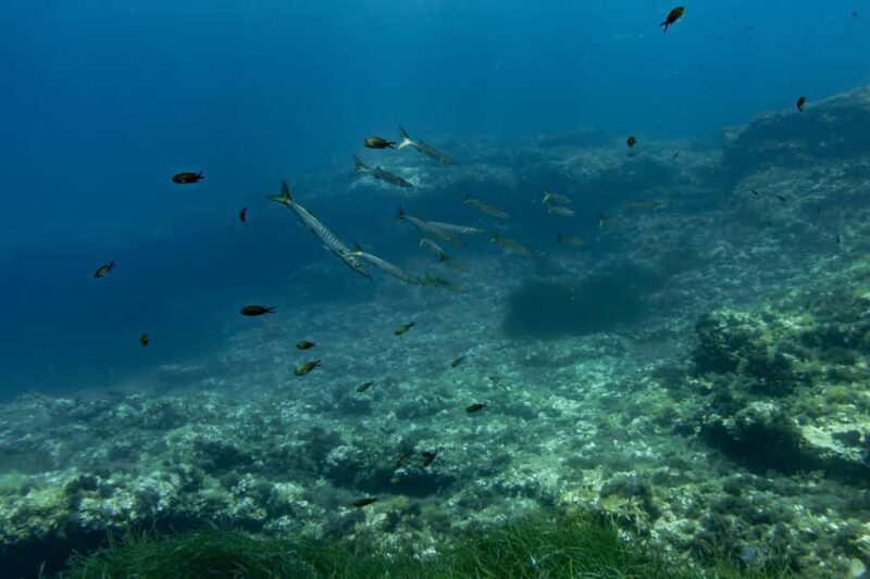 Try Scuba Diving in Cala d'Or  No Experience Needed - Frequently Asked Questions