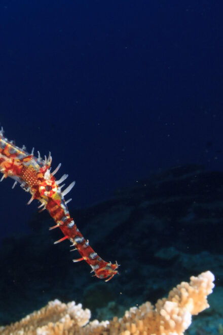 Try Scuba Diving in Racha Yai: 2 Dives for Non-Certified - Reservation Process