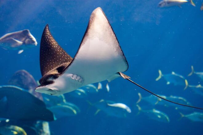 Try Scuba Diving in Racha Yai: 2 Dives for Non-Certified - Safety and Age Restrictions
