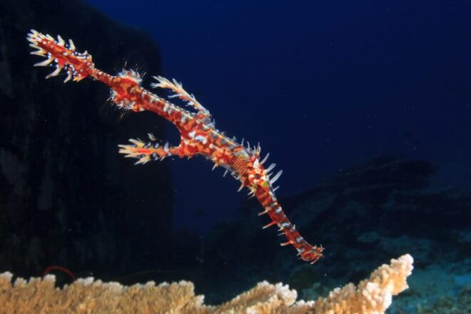 Try Scuba Diving in Racha Yai: 2 Dives for Non-Certified - Post-Dive Considerations