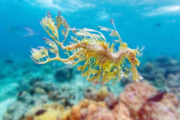 Try Scuba Diving in Racha Yai: 2 Dives for Non-Certified - Questions You May Have