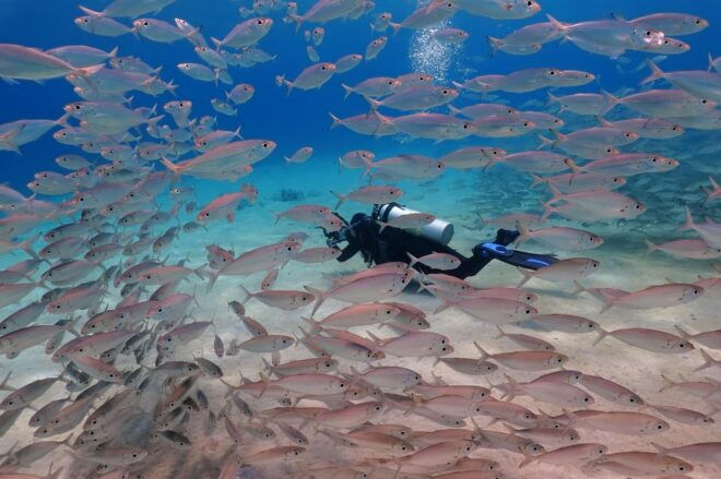 Try Scuba Diving in Racha Yai/noi: 3 Dives for Non-Certified - Inclusions for Participants