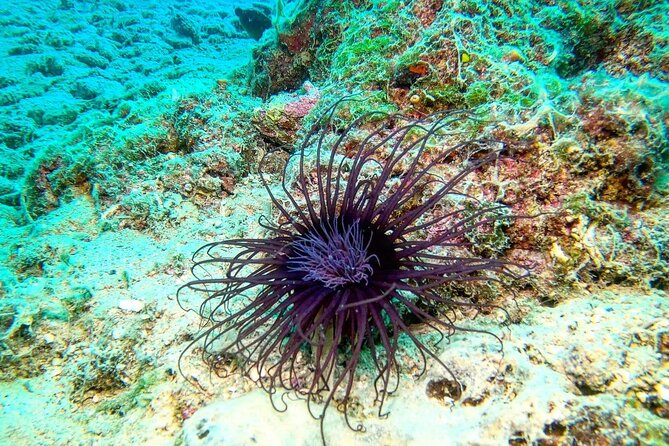 Try Scuba Diving in Split - Experience Details