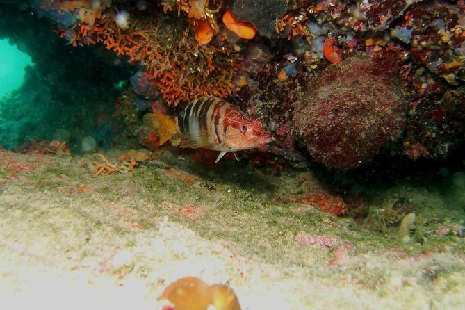 Try Scuba Diving in Split - What To Expect