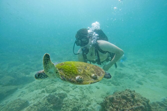 Try Scuba Diving & Snorkeling With BBQ Lunch in Fujairah - Additional Info
