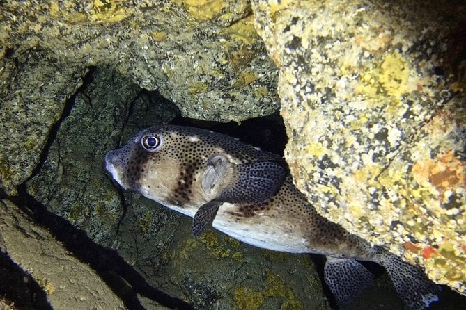 TRY SCUBA DIVING With a Dedicated Instructor - Common Questions