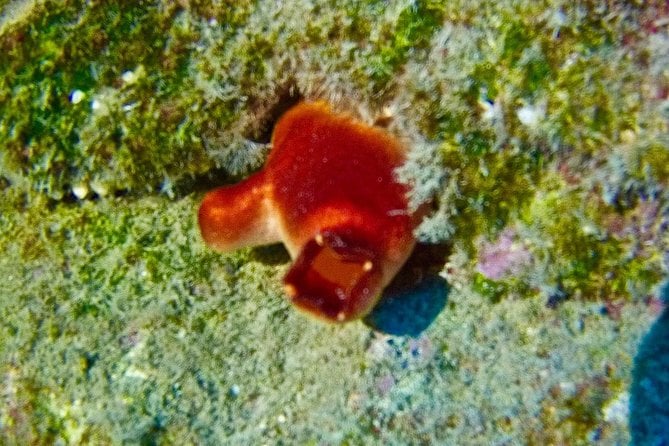 TRY SCUBA DIVING With a Dedicated Instructor - The Sum Up
