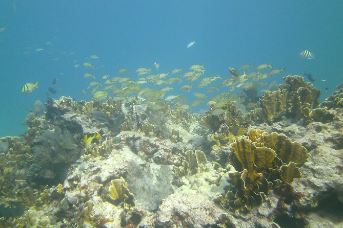 Try Scuba Diving With Professional Scuba Instructor - Learning From a Certified Instructor