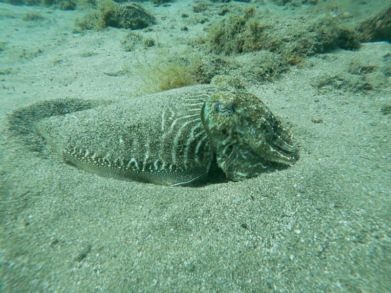 TRY SCUBA - Experience for beginners - FAQ