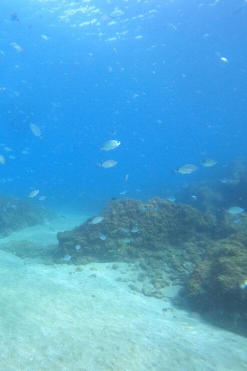 TRY SCUBA - Experience for Beginners - Diving Experience Details