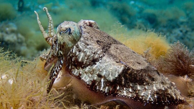 Try Scuba Menorca: Your First Underwater Breath in the Ocean - Personalized Experience With Experienced Instructors