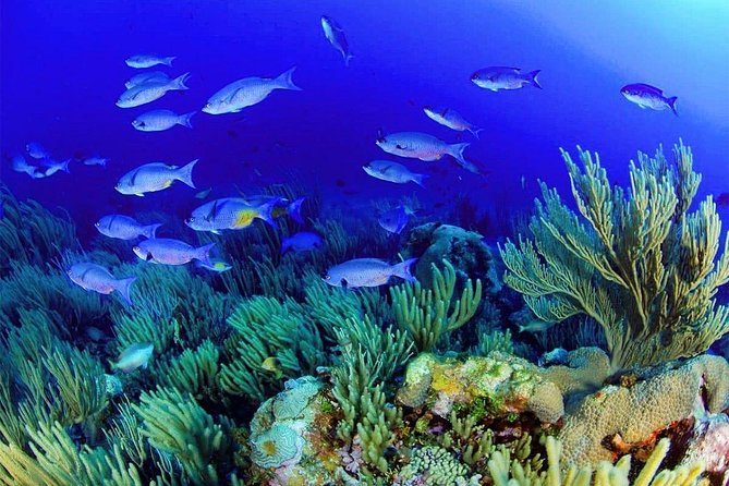 Try Your Intro Diving in Hurghada - What to Expect During Intro Diving