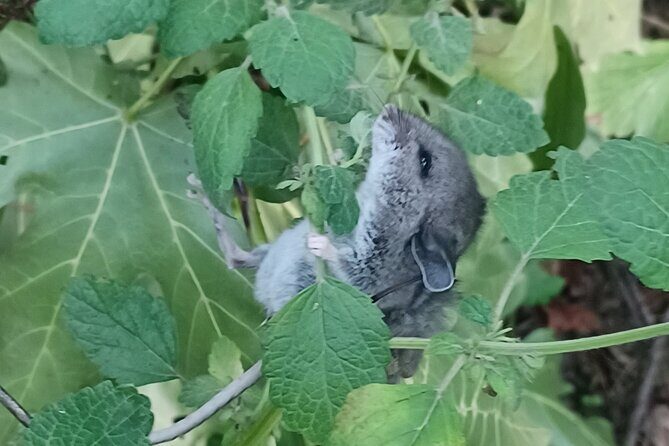 Tryon Creek Eco-tour With a Master Naturalist - Final Thoughts