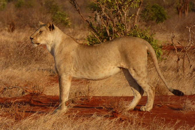 Tsavo National Park Day Trip From Mombasa - Frequently Asked Questions