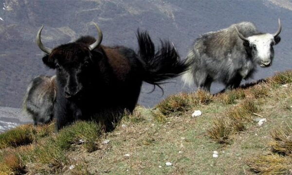 Tserko Ri: A Hikers Ultimate Challenge in Langtang Region - Preparing for the Trek