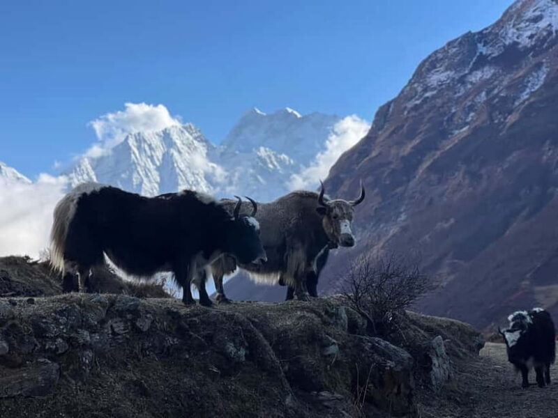 Tsum Valley: 16-Day Trek - FAQ