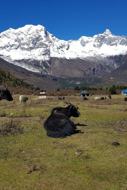 Tsum Valley Trek in Nepal - 14 Days - Important Considerations