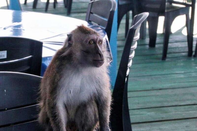 Tuaran, Sabah: Mengkabong Paradise - An In-Depth Look at Mengkabong Paradise