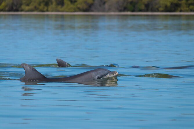 Tubing and Dolphins Up to 6 Guests - FAQs