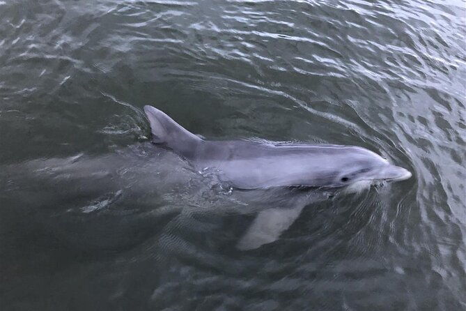 Tubing and Dolphins with Up to 12 Guests - Good To Know