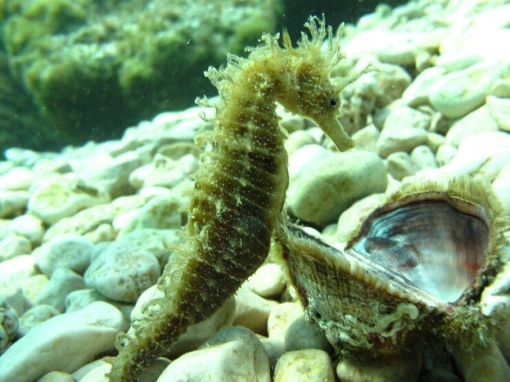 TučEpi: Adriatic Sea Diving Lessons With Guided Dive & Gear - Diving Experience