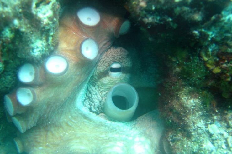 Tucepi: Snorkeling Boat Tour of Hvar, Brac, or the Riviera - Booking Details