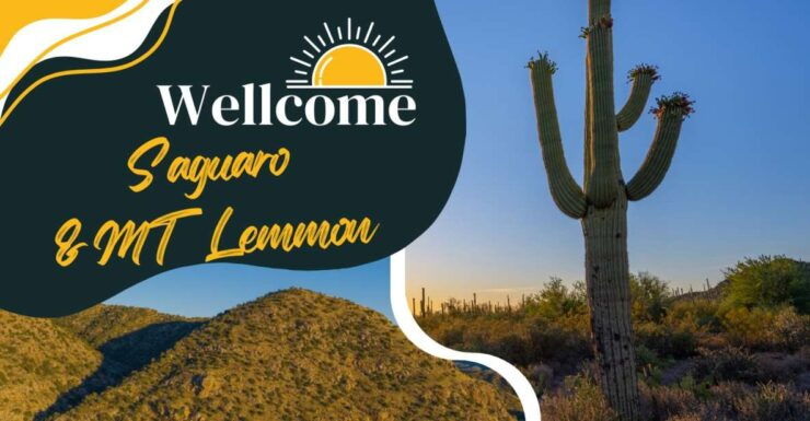 Tucson: Mt Lemmon & Saguaro NP Self-Guided Bundle Tour - Tour Booking Information