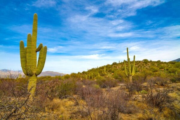 Tucson: Mt Lemmon & Saguaro NP Self-Guided Bundle Tour - Directions for Self-Guided Tour
