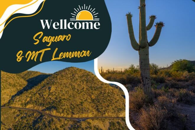 Tucson: Mt Lemmon & Saguaro NP Self-Guided Bundle Tour - Mount Lemmon Exploration