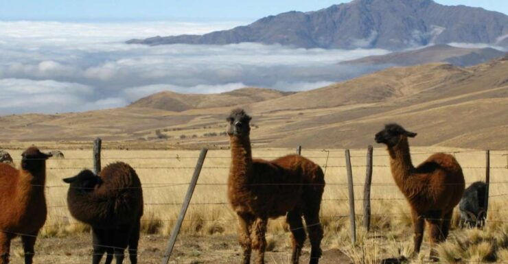 Tucumán: Tafí Del Valle Full Day Tour - Booking Details and Flexibility