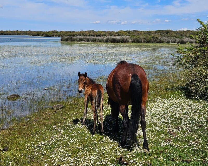 Tuili: Wild Giara Tour - Good To Know