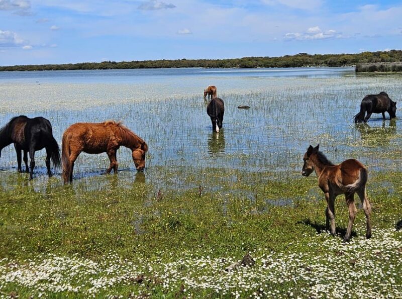 Tuili: Wild Giara Tour - Practical Details and Tips
