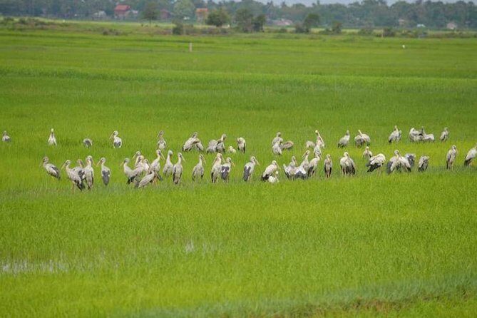 Tuk Tuk Journey: Exploring Rural Life and Silk Farm Craftsmanship - An In-Depth Look at the Itinerary