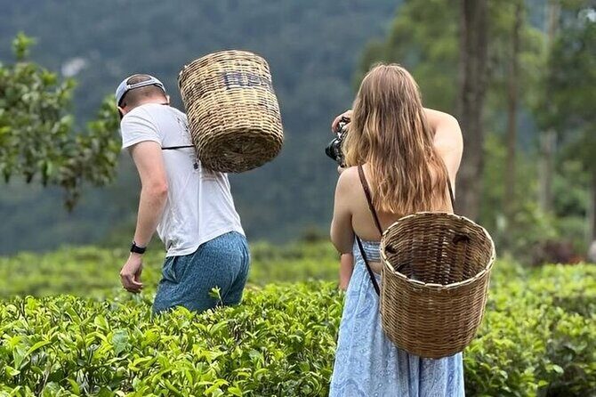 Tuk Tuk Nuwara Eliya Tea Falls Adventure - A Closer Look at the Tour: An Authentic Nuwara Eliya Experience