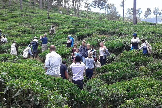 Tuk Tuk safari and Picnic in The Tea Plantation from Ella,Haputale & Bandarawela - The Sum Up