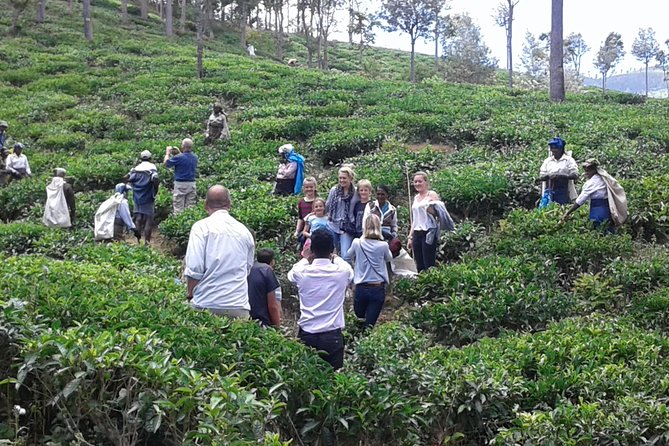Tuk Tuk Safari and Picnic in the Tea Plantation From Ella,Haputale & Bandarawela - Inclusions
