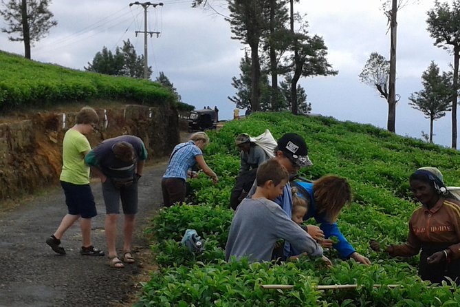 Tuk Tuk Safari and Picnic in the Tea Plantation From Ella,Haputale & Bandarawela - Reviews and Pricing