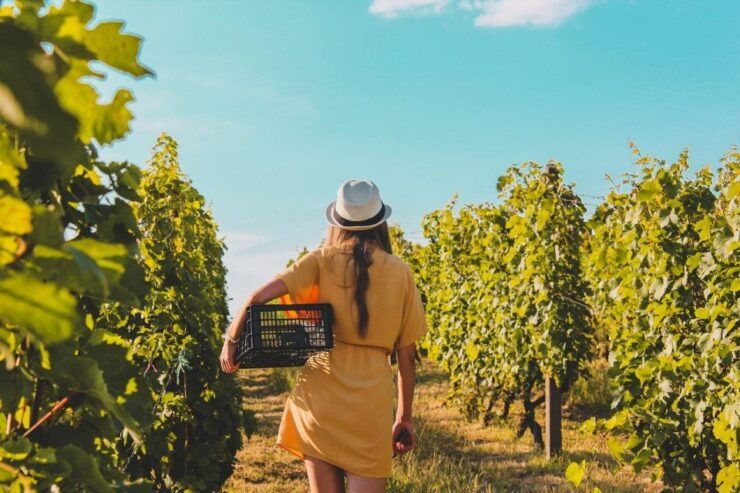 Tuk-Tuk Tour in Guimarães + Green Wine Tour and Tastings - Tour Activities
